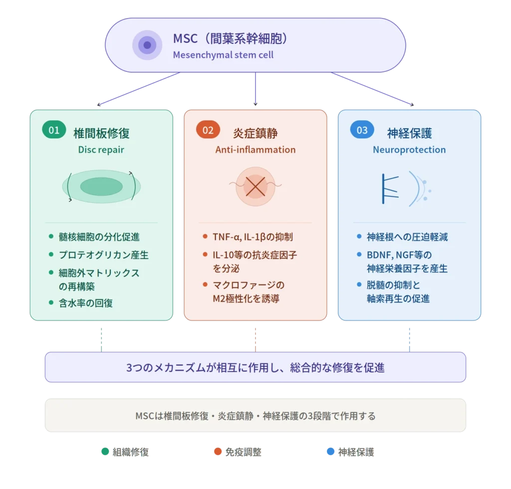 慢性腰痛の幹細胞治療における3つの修復メカニズムの図解