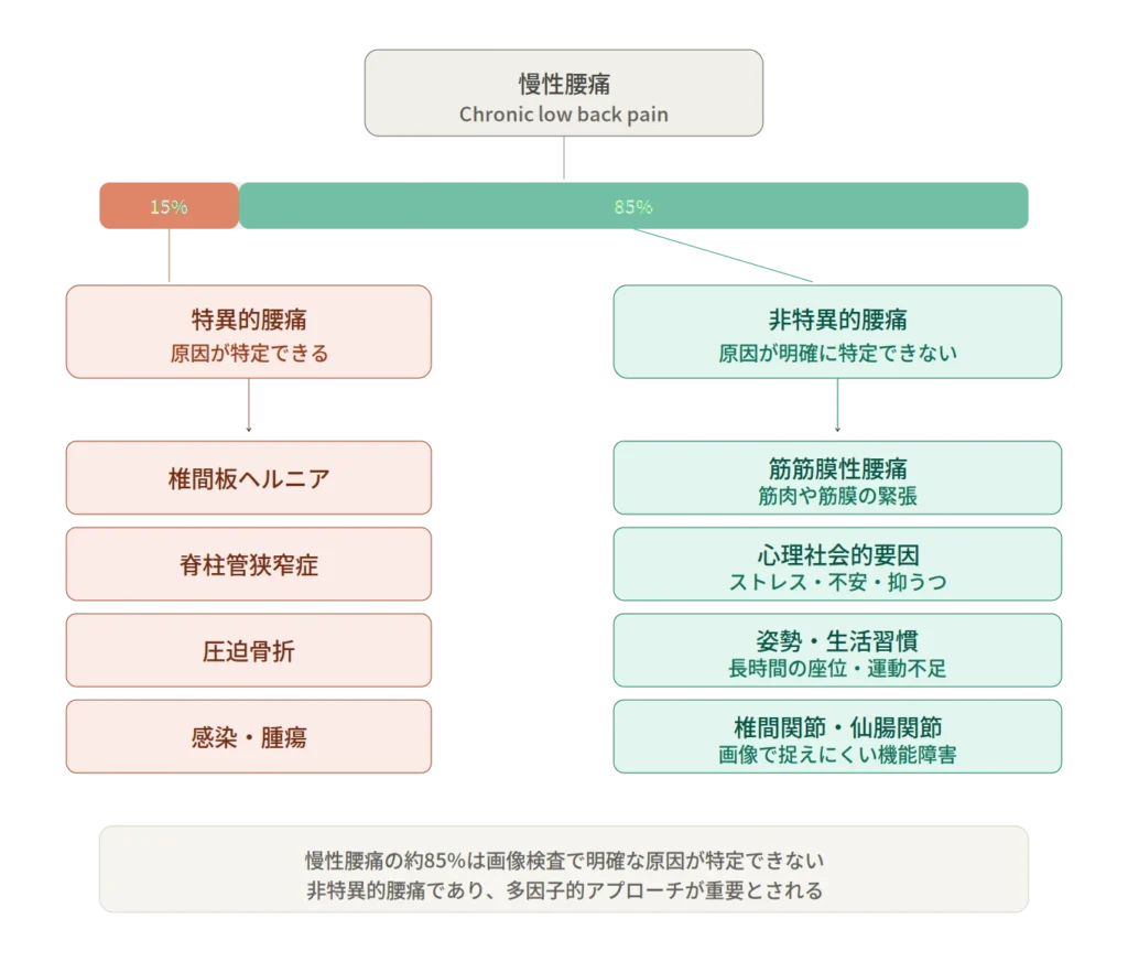 慢性腰痛の原因分類を示す図解（特異的腰痛と非特異的腰痛）